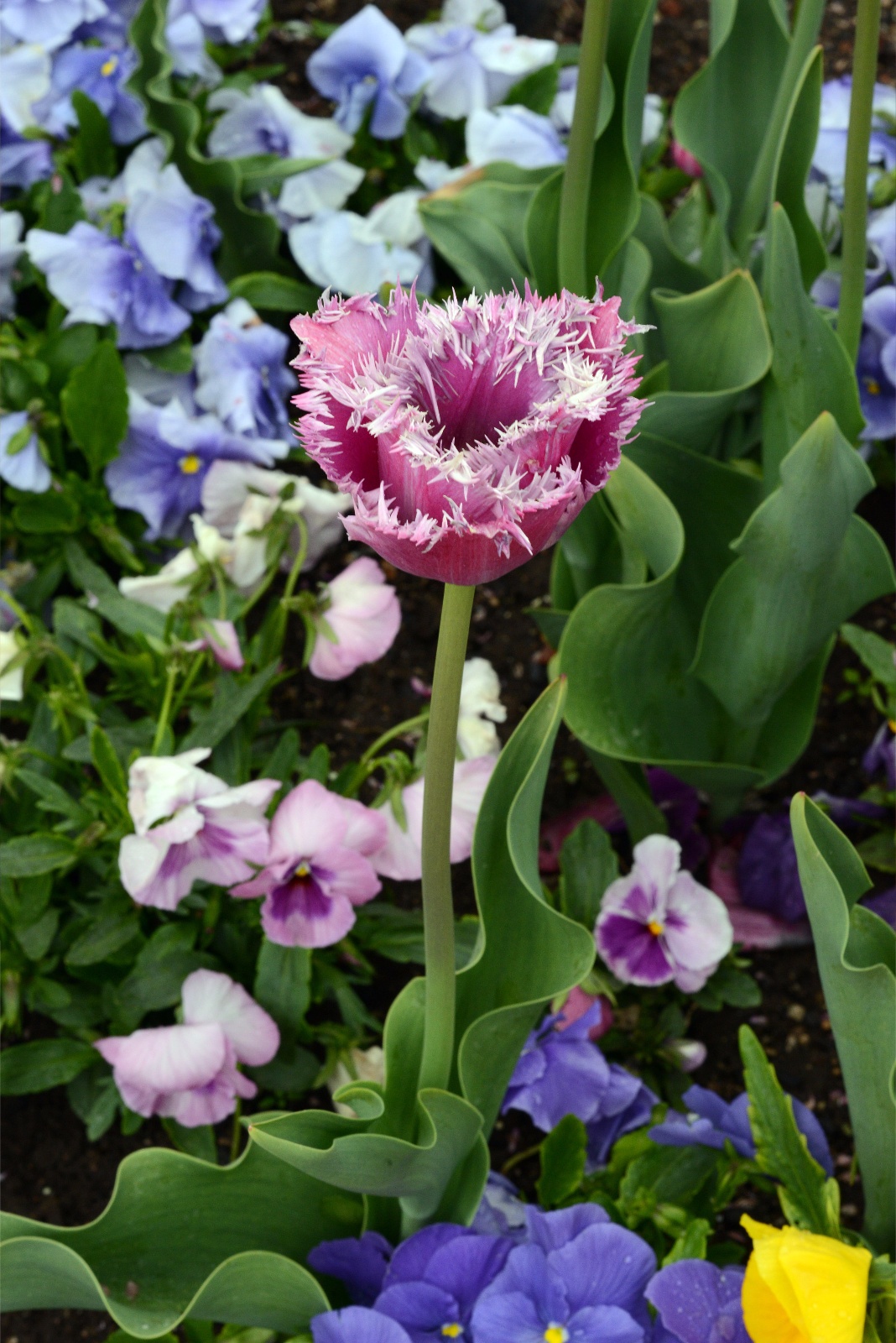 Fringed Pastel Tulip 29
